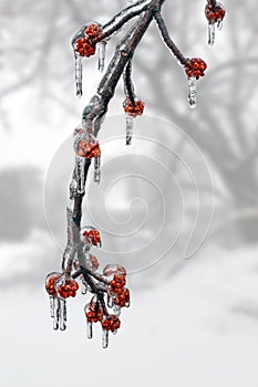 Ice covered tree branch after aÂ freezing rain